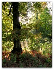 Springe Saupark Herbstsonne