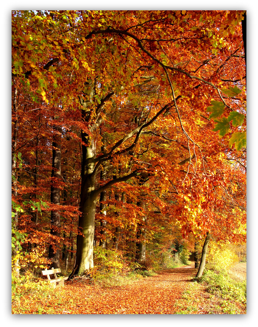 Springe Waldweg Samke