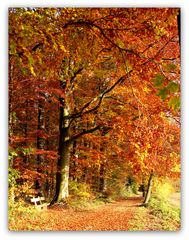 Springe Waldweg Samke