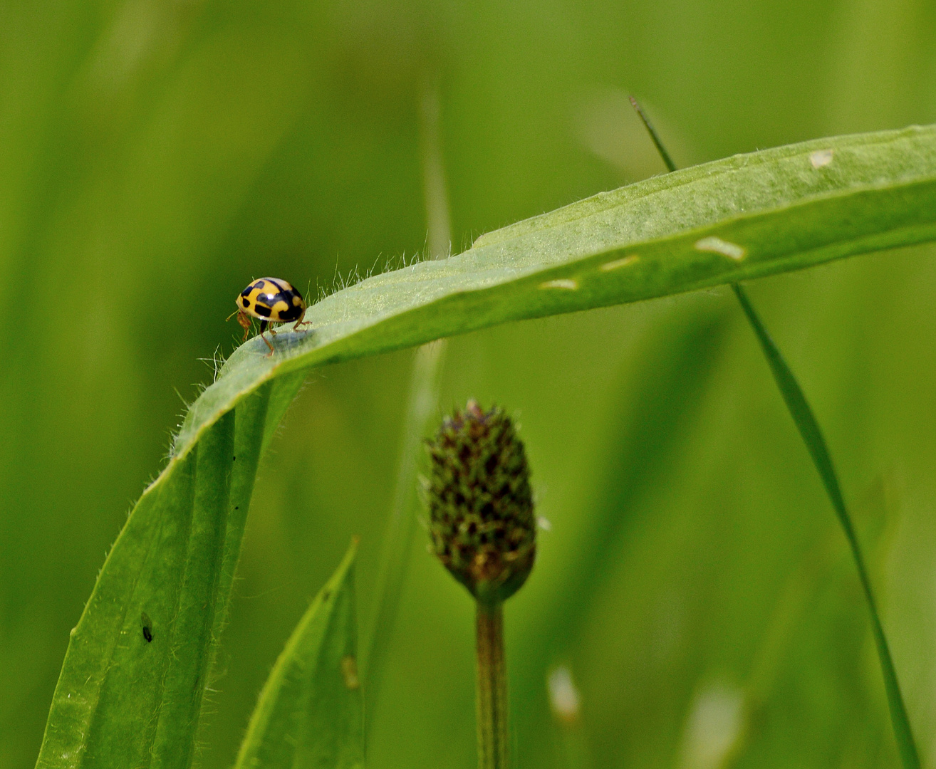 Springen oder Fliegen? 