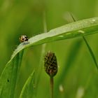 Springen oder Fliegen? 