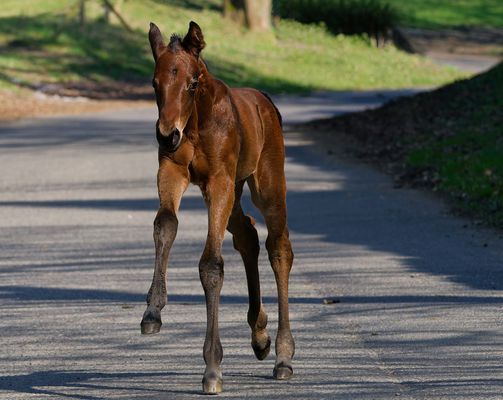 SPRINGEN, STOLPERN, STAUNEN ...