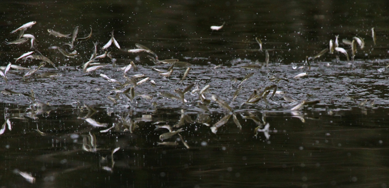 Springende Fischlein