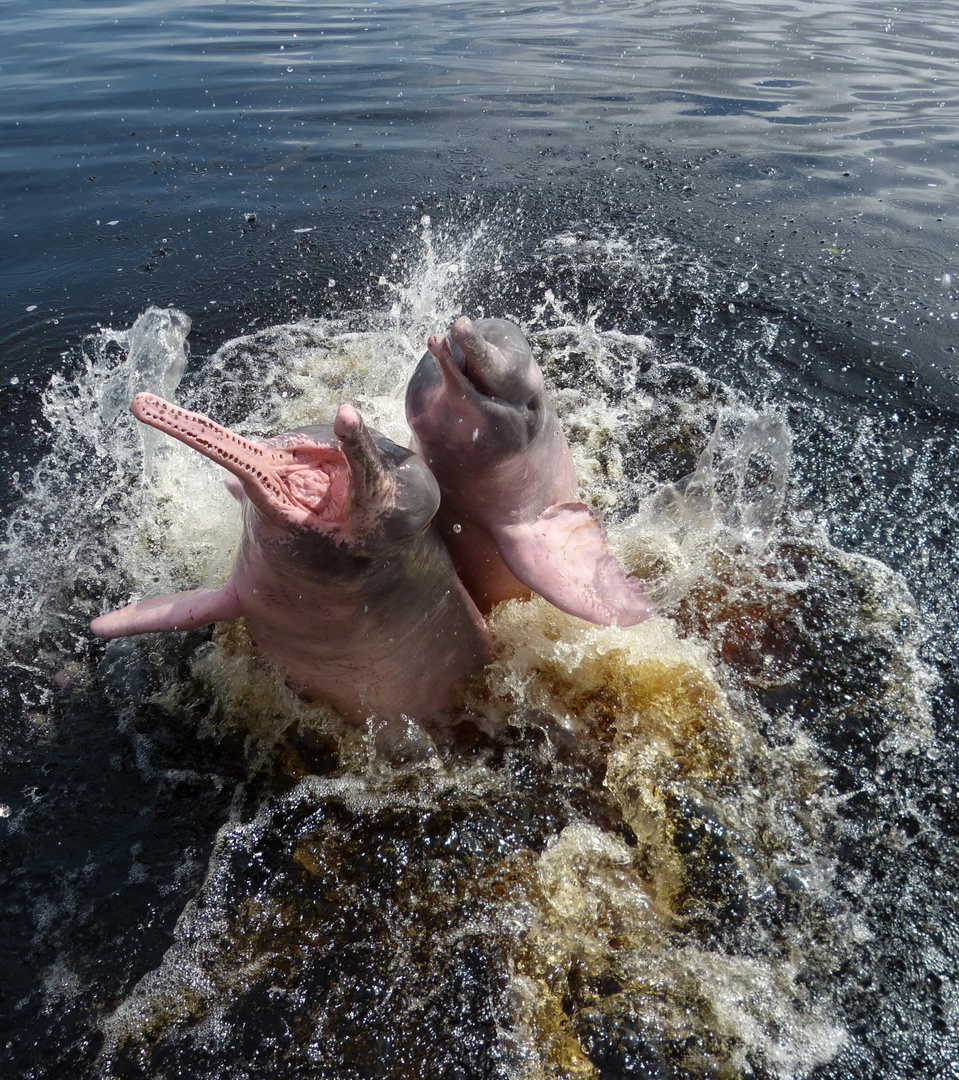 Springende Flussdelfine im Rio Negro