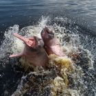 Springende Flussdelfine im Rio Negro
