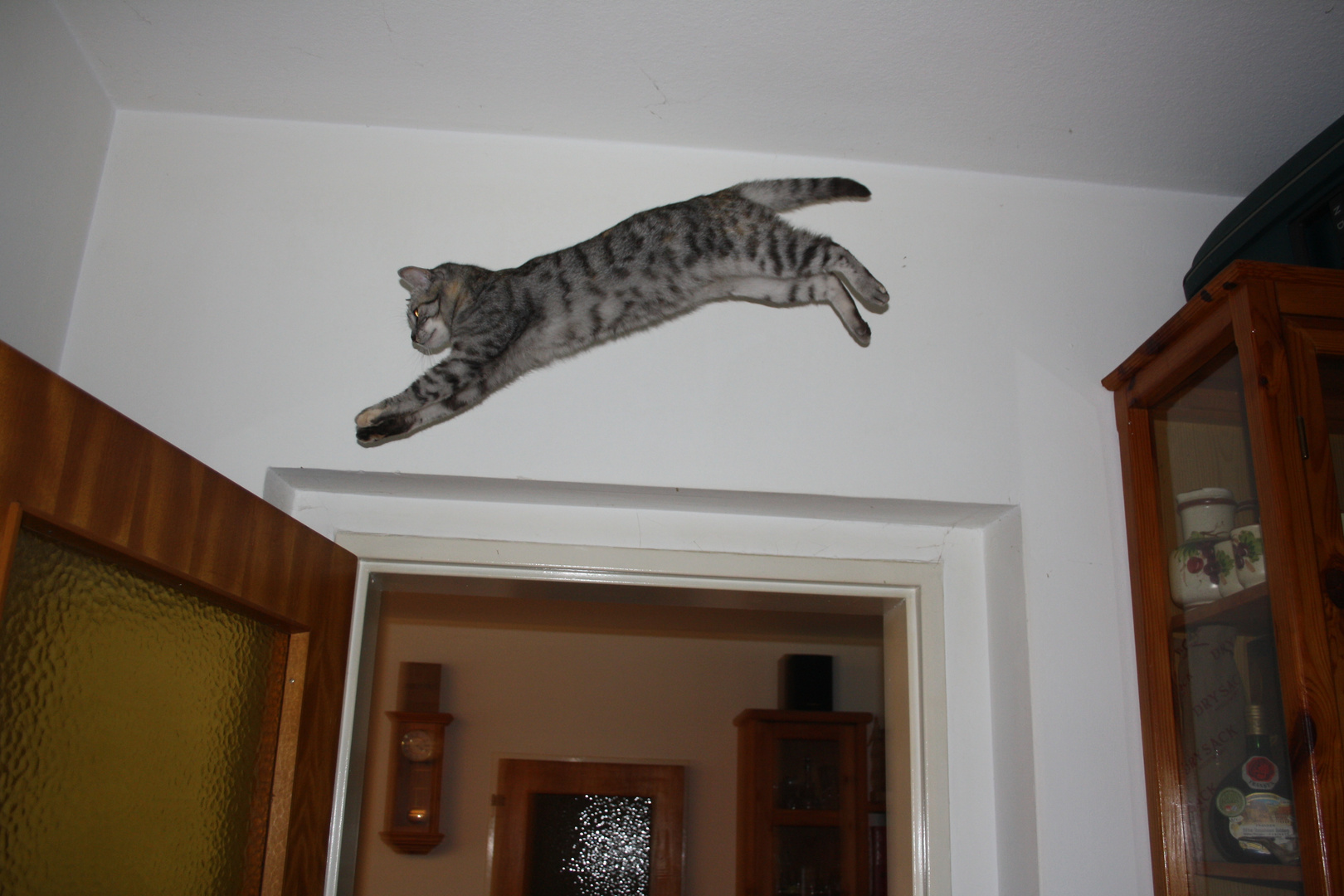 Springende Katze Foto & Bild tiere, haustiere, katzen Bilder auf