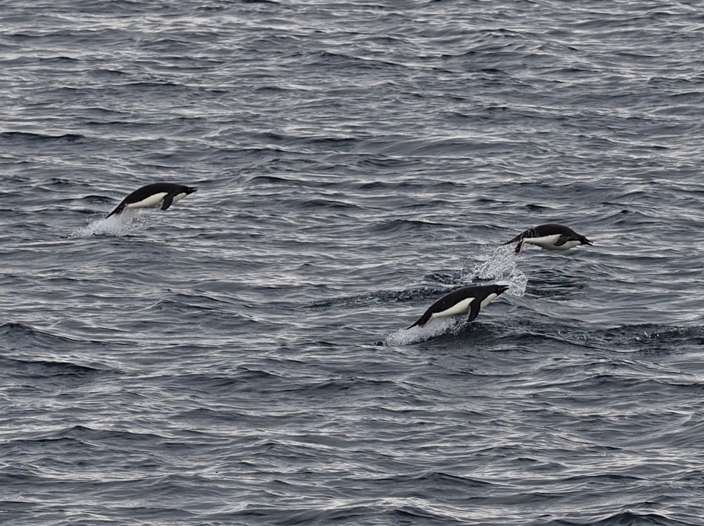 Springende Pinguine