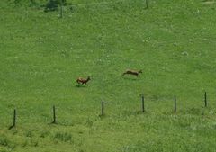 Springende Rehe