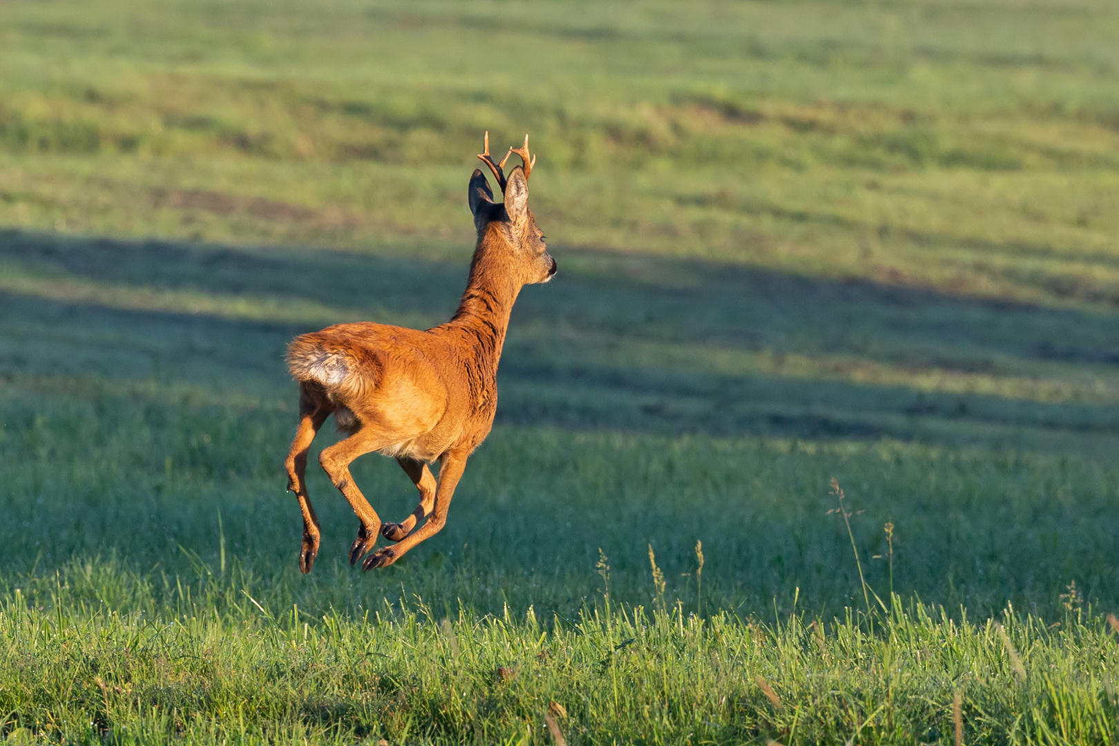 Springender Bock