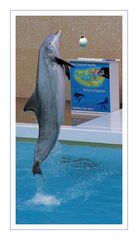 springender Delfin