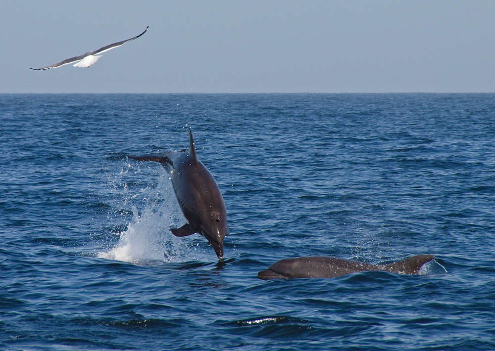 Springender Delfin