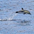 springender Delfin