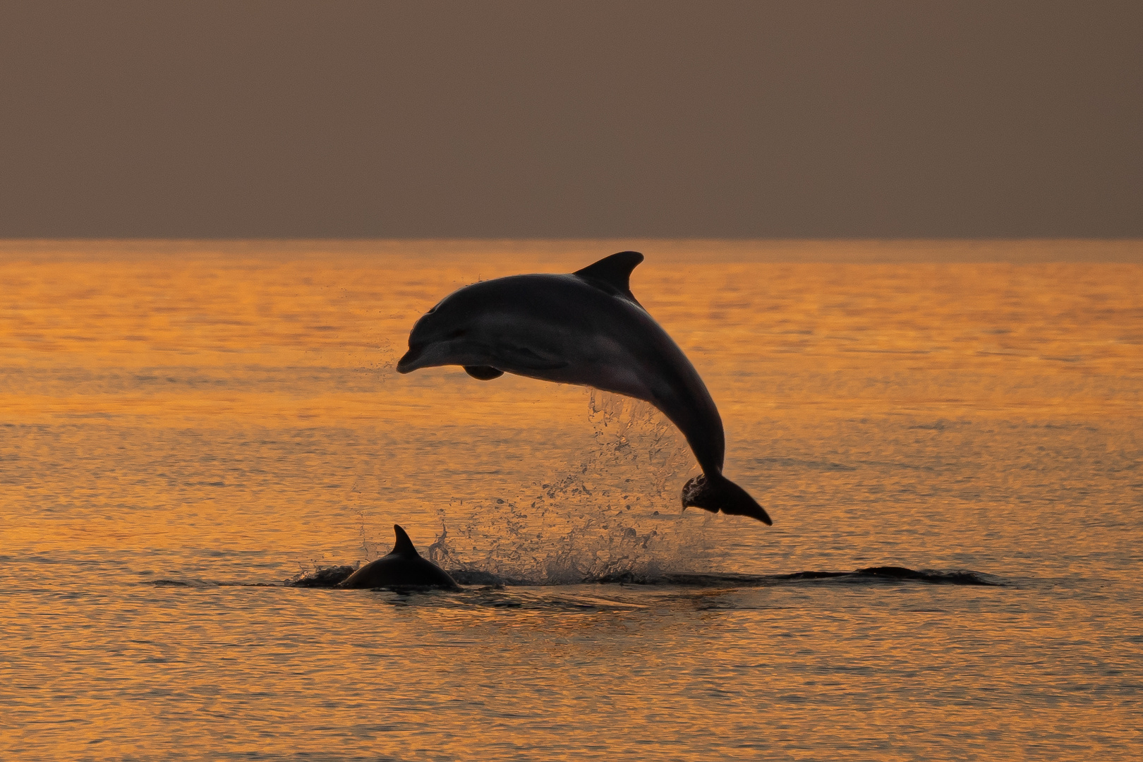 springender Delfin im Sonnenuntergang