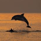 springender Delfin im Sonnenuntergang