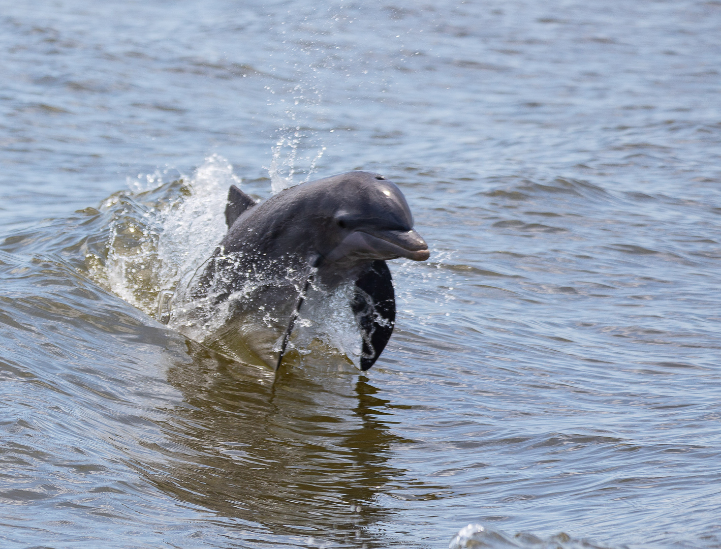 Springender Delphin