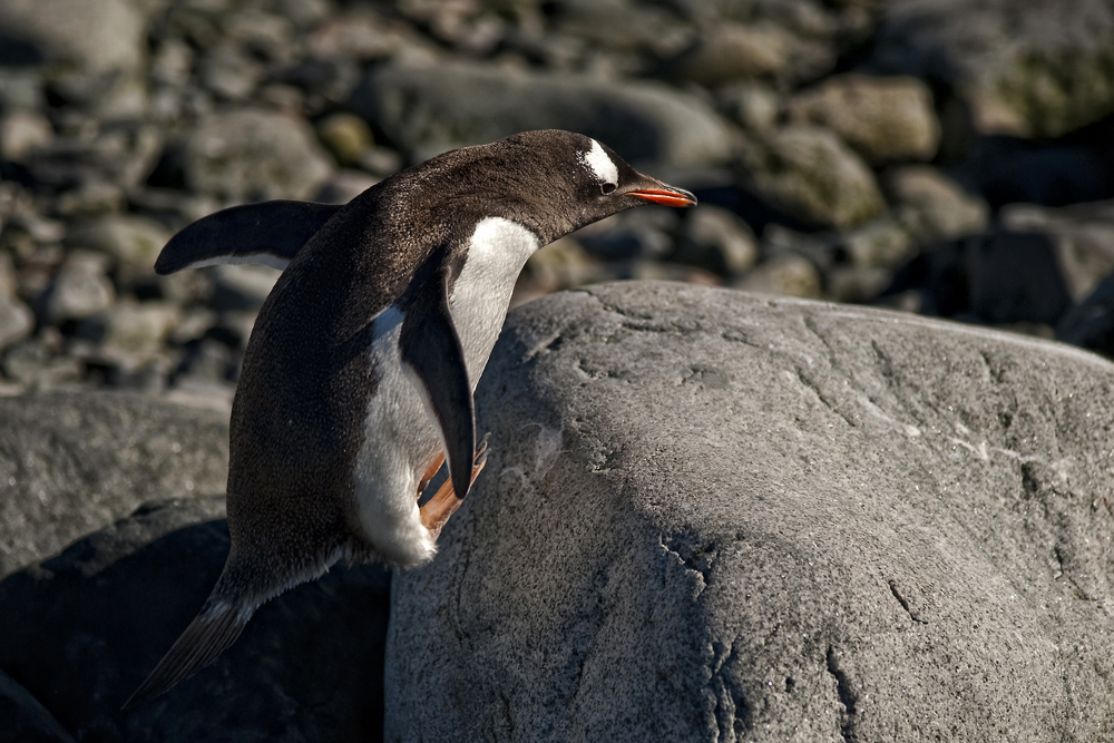 Springender Eselspinguin