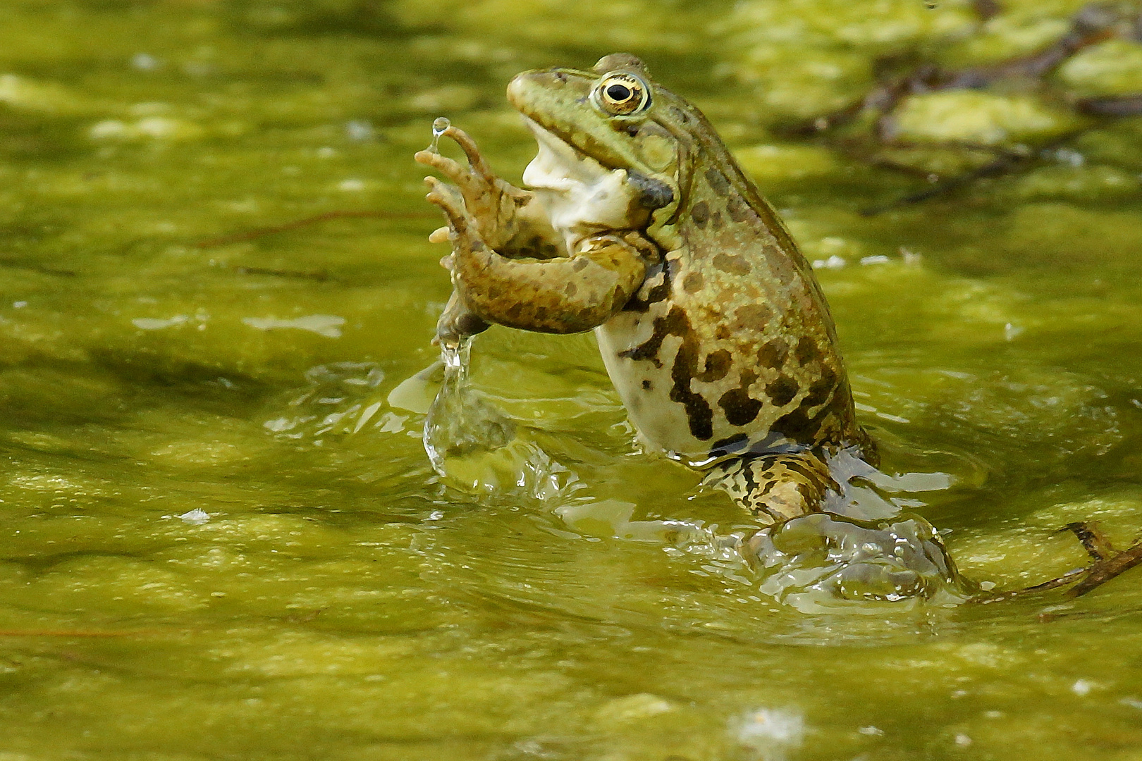 Springender Frosch