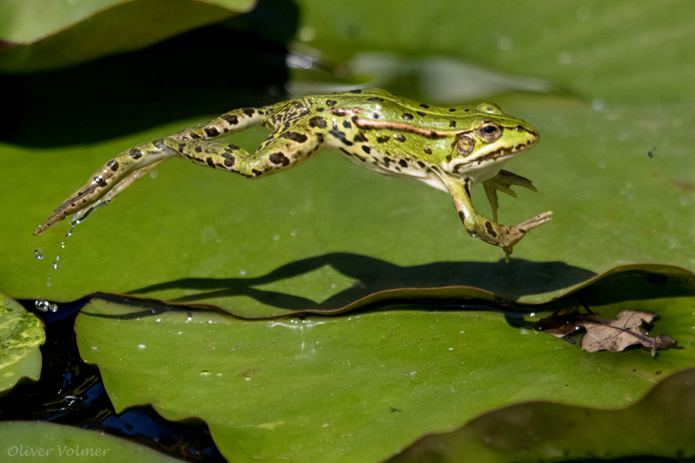 Springender Frosch