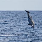 Springender Gemeiner Delphin