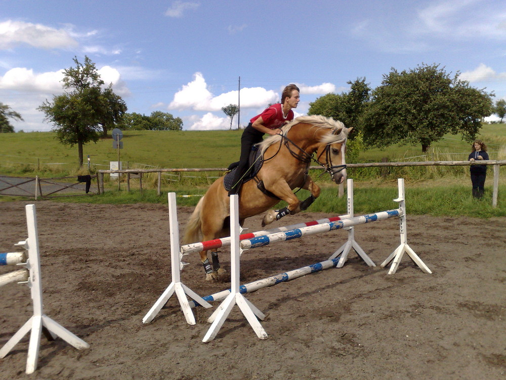 Springender Haflinger