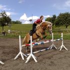 Springender Haflinger