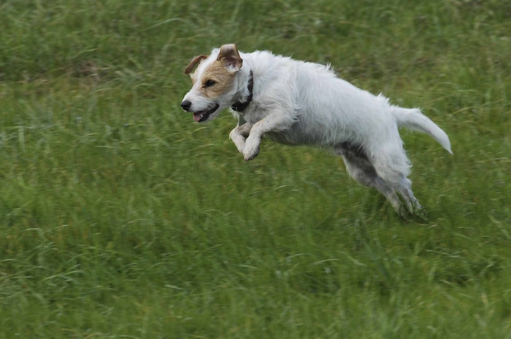 Springender Hund Foto & Bild tiere, haustiere, hunde Bilder auf