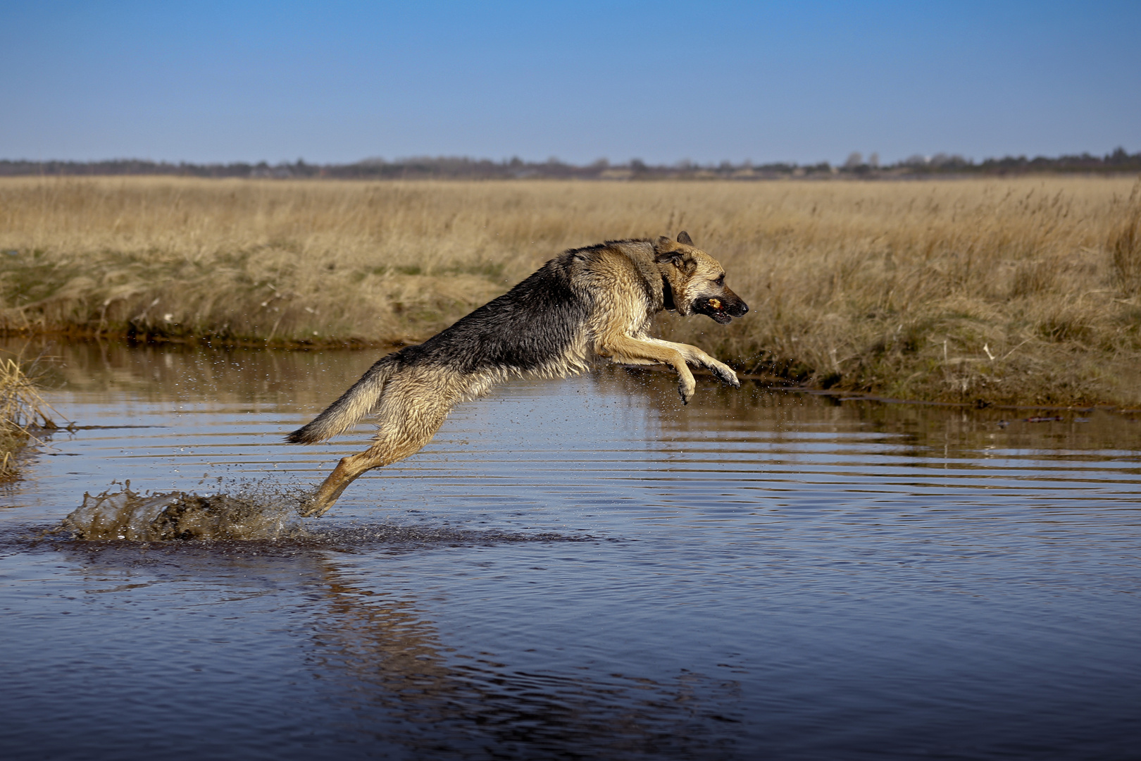 springender Hund