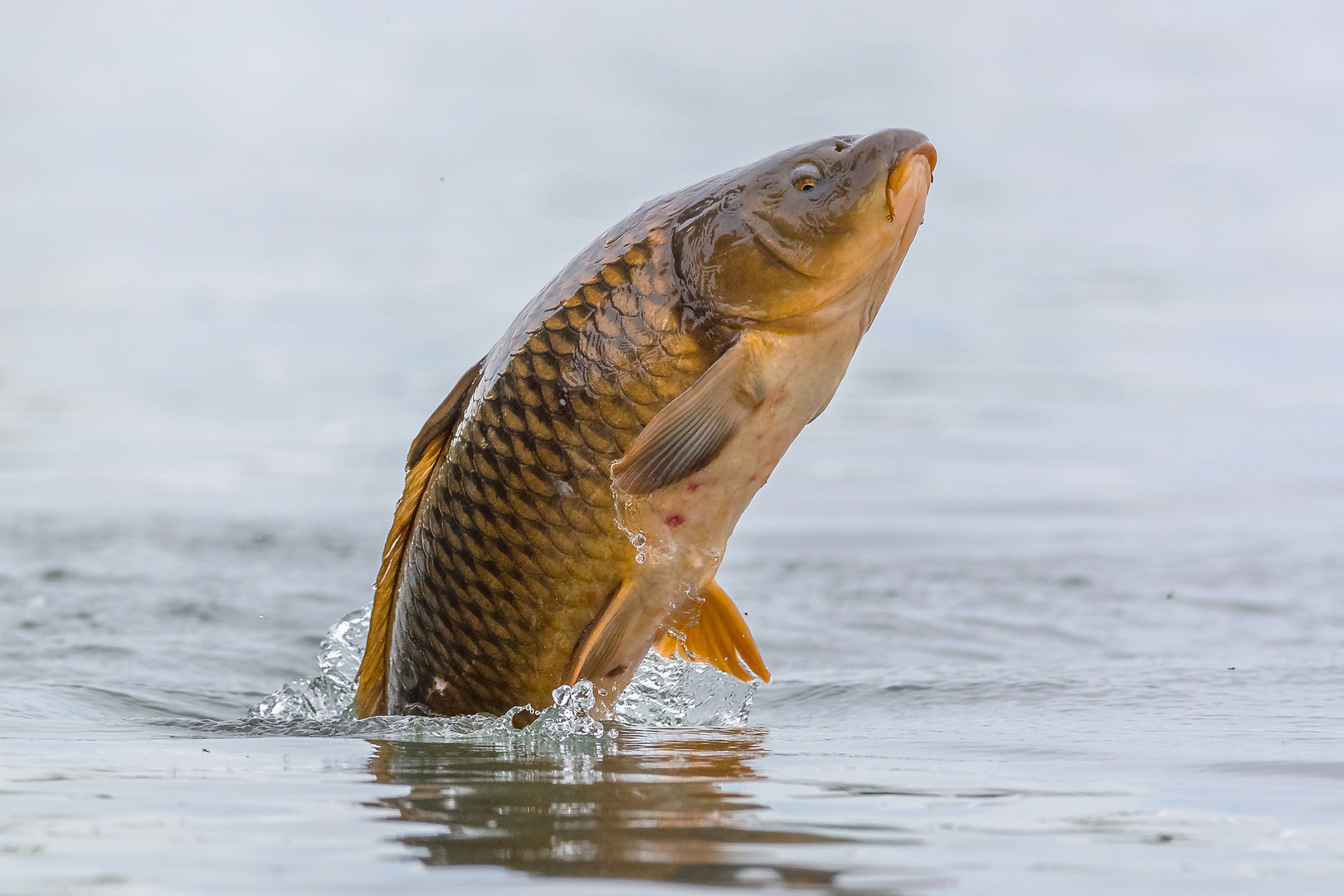 Springender Karpfen Foto & Bild wasser, natur, see Bilder auf
