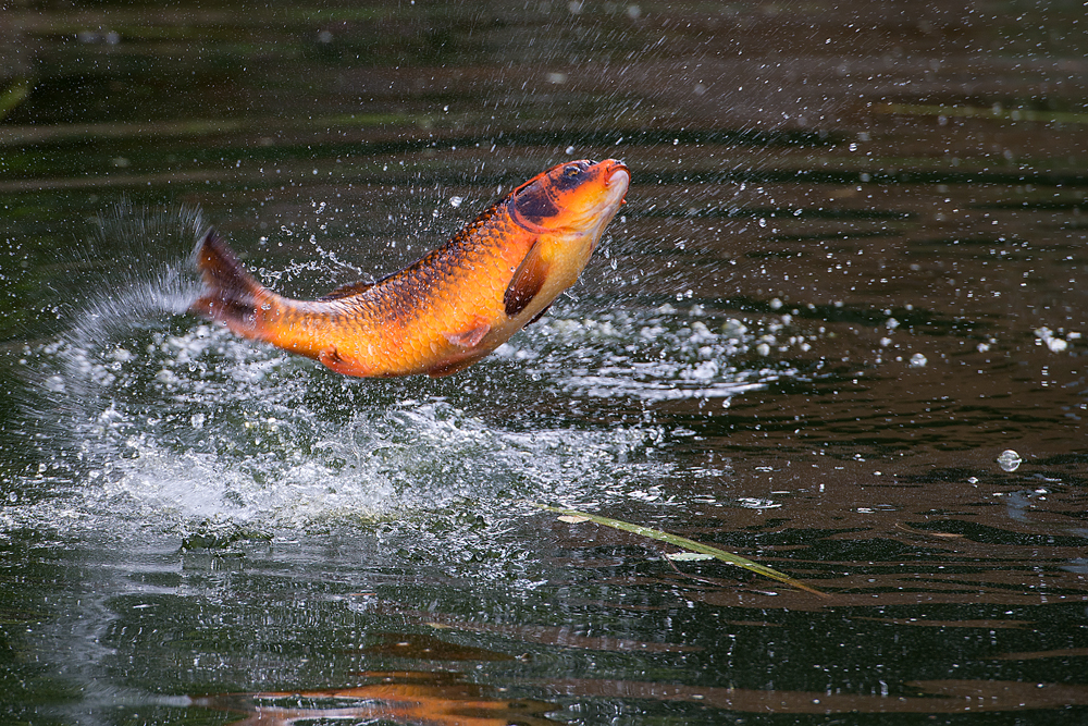 Springender Koi