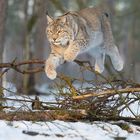 Springender Luchs