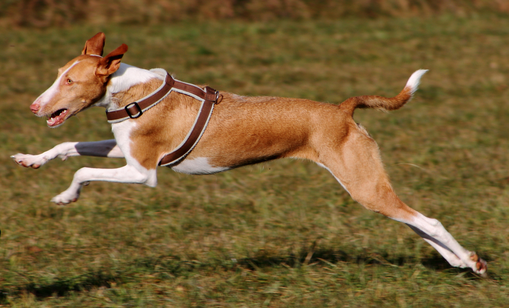 Springender Podenco - Ibecenco