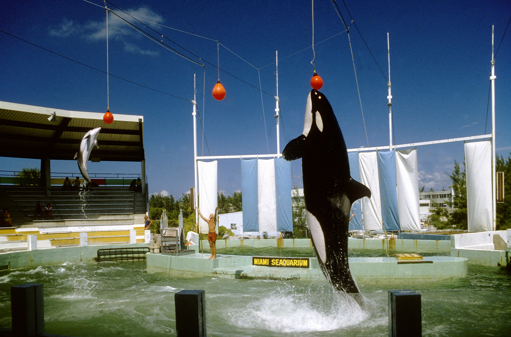 Springender Schwertwal erreicht den roten Ball vor dem Delphin... "Olympic Gold Medal"...-:)