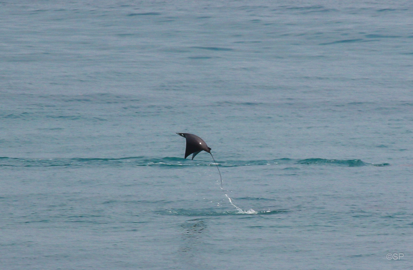 Springender Teufelsrochen, Peninsula Osa, Costa Rica