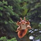 Springendes Eichhörnchen