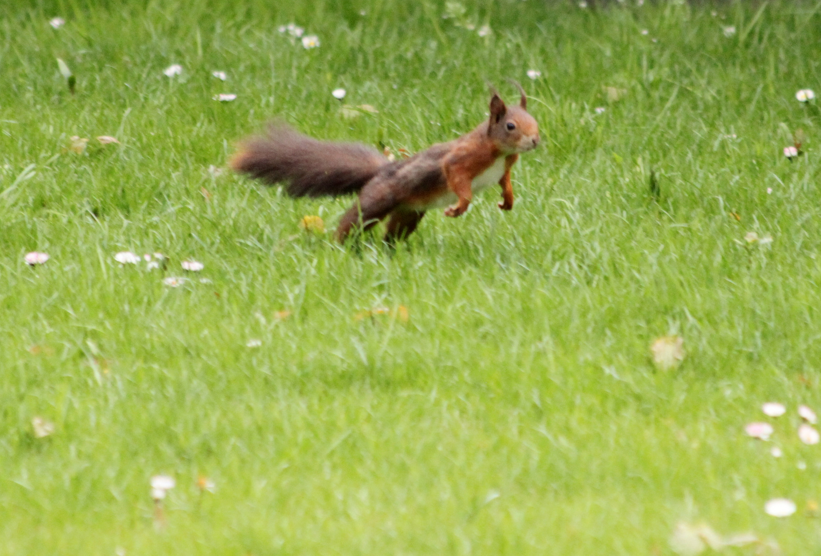 springendes Eichhörnchen