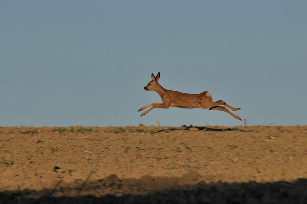 Springendes Reh... Foto & Bild tiere, wildlife, wildlife sonstige tiere Bilder auf