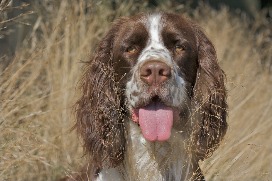 Springer im Gras