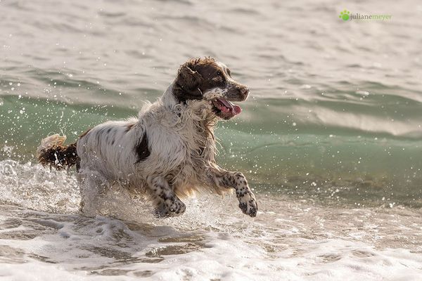 Springer Spaniel