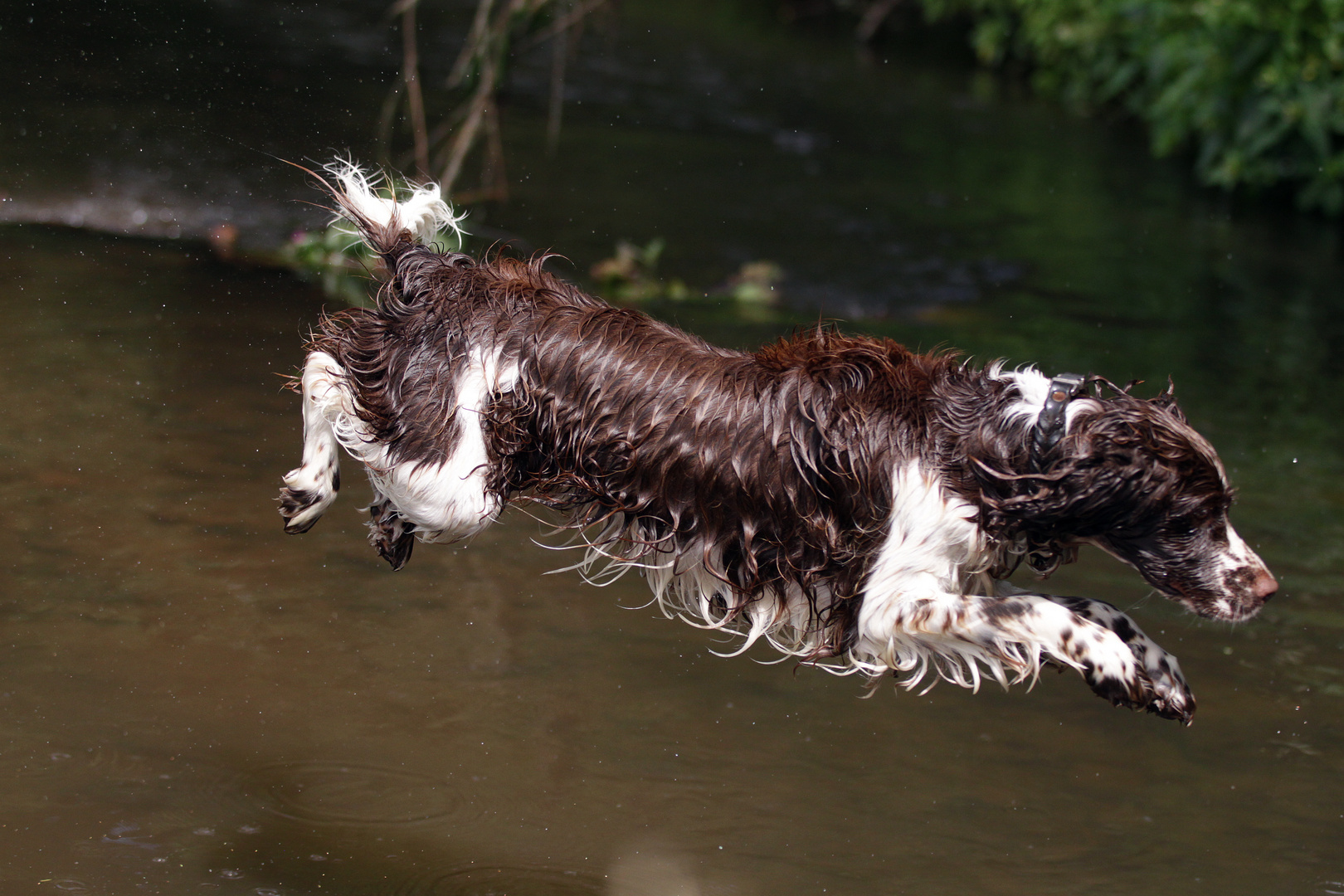 Springer Spaniel