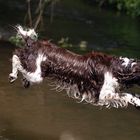 Springer Spaniel