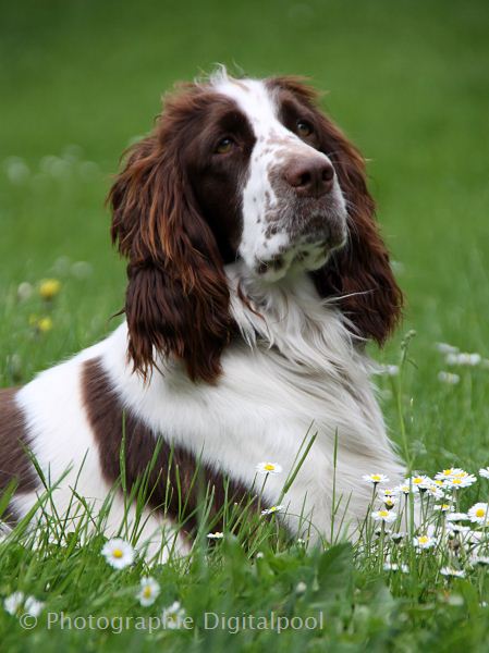 Springer Spaniel