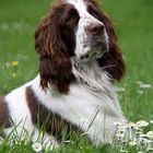 Springer Spaniel