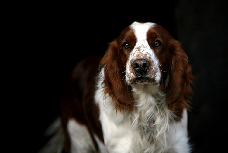 Springer Spaniel