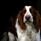 Springer Spaniel