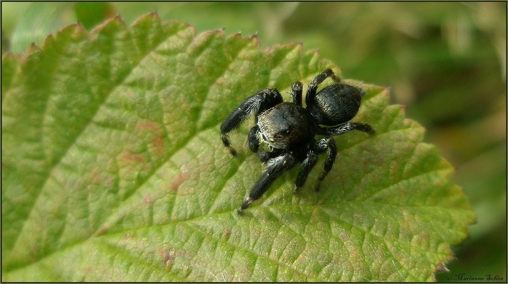 *Springerle* Foto & Bild tiere, wildlife, spinnen Bilder auf
