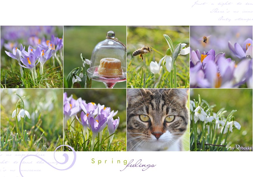 Springfeelings