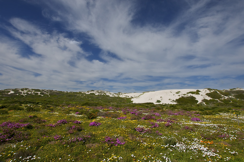 Springflowers