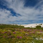 Springflowers