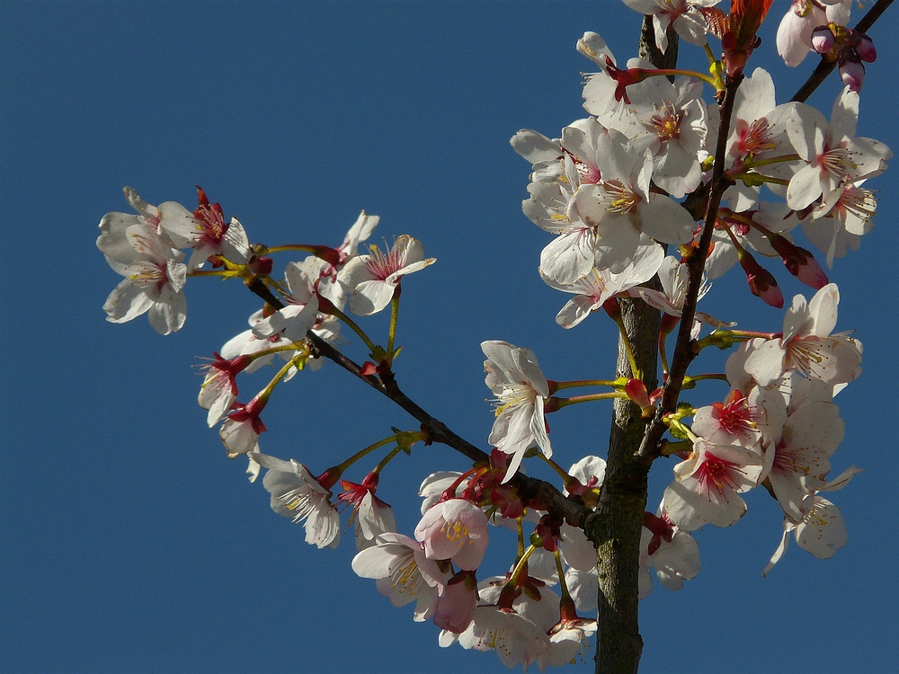 Springflowers are here again (5)