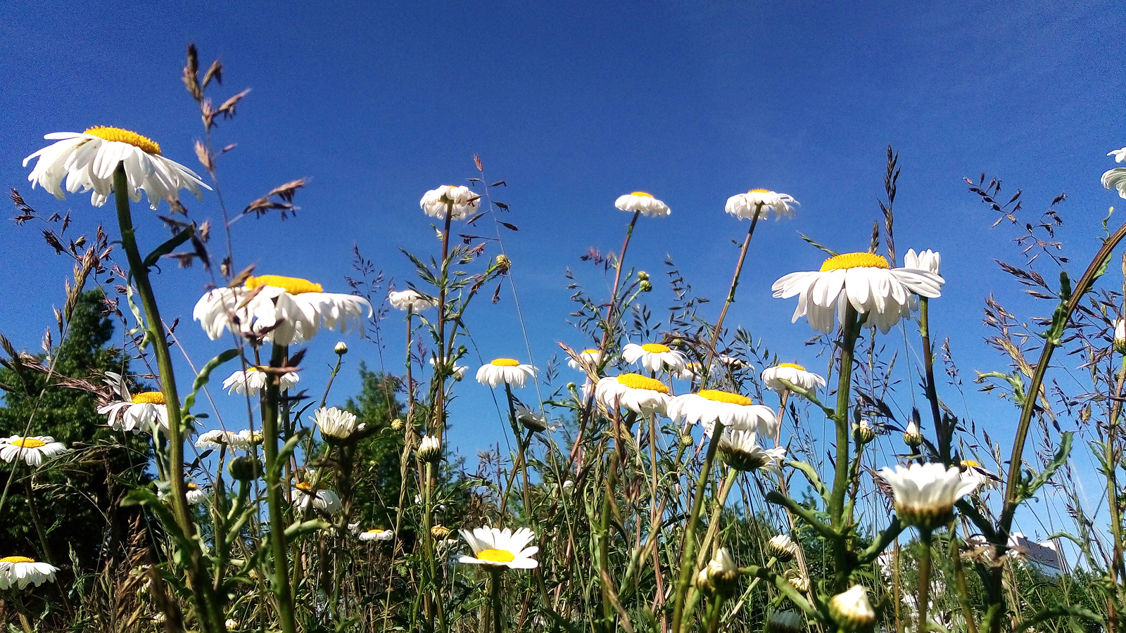 Springflowers